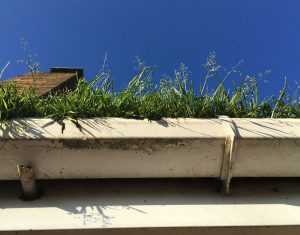 Plants growing in a gutter