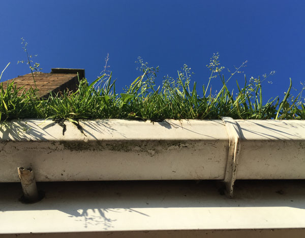 Plants growing in a gutter
