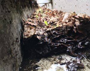 Commercial gutters full of leaves