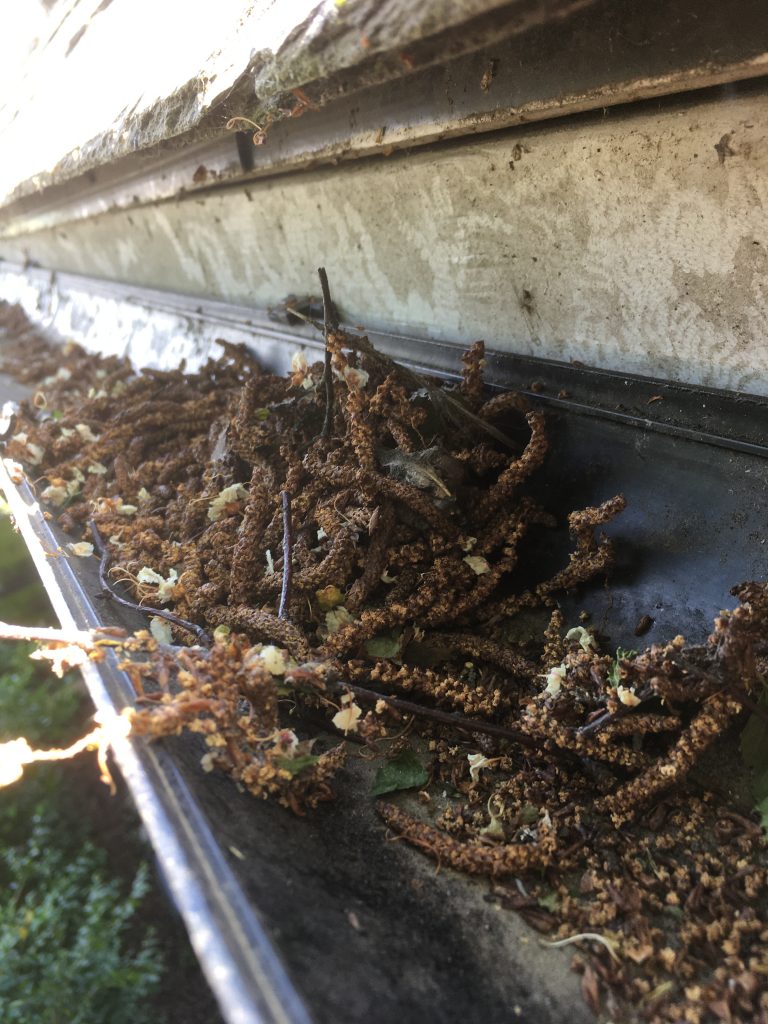 A gutter full up of catkins